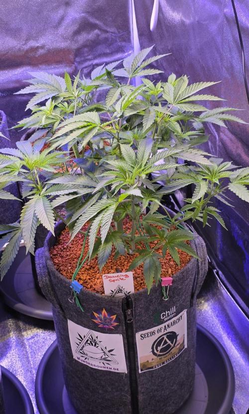 Dancing Sprite-Wunderbohnen-SeedsOfAnarc. Week 8