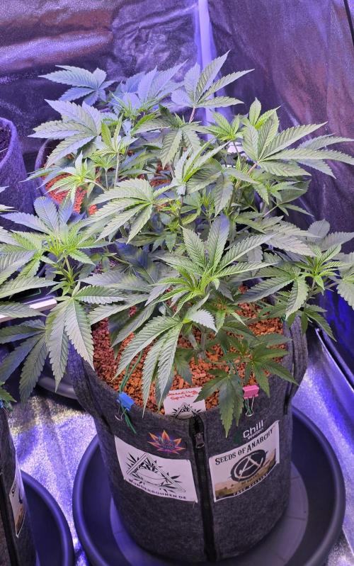 Dancing Sprite-Wunderbohnen-SeedsOfAnarc. Week 8