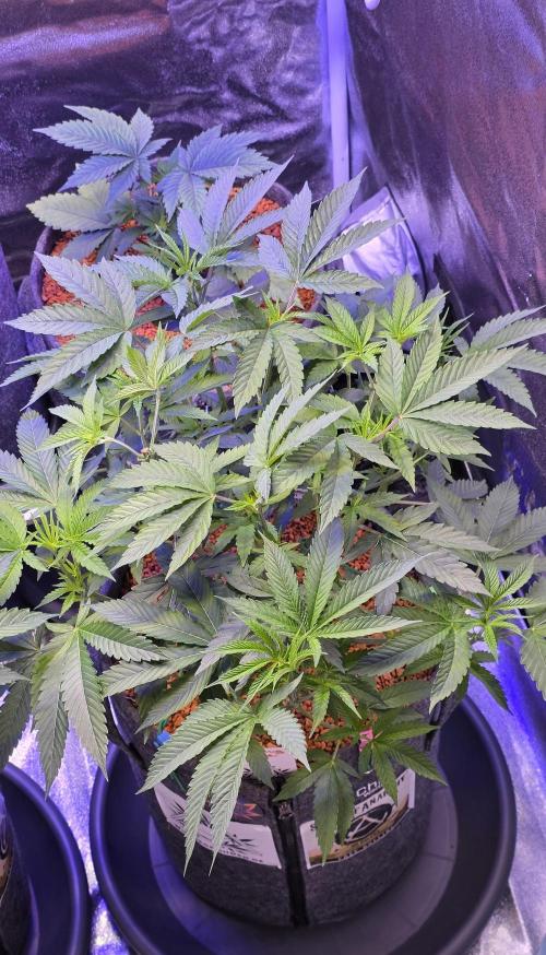 Dancing Sprite-Wunderbohnen-SeedsOfAnarc. Week 8