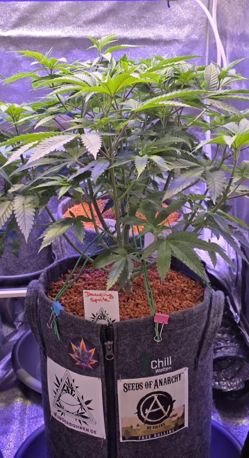 Dancing Sprite-Wunderbohnen-SeedsOfAnarc. Week 8