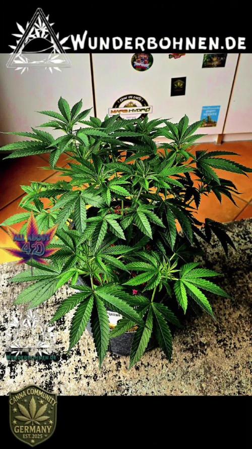 Dancing Sprite-Wunderbohnen-SeedsOfAnarc