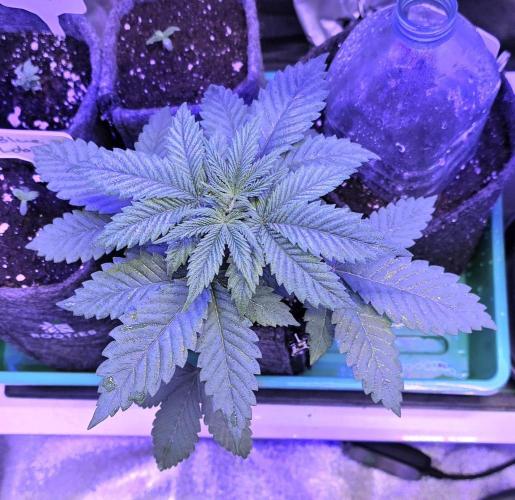 Permanent Marker - Traphouse Genetics. Week 4