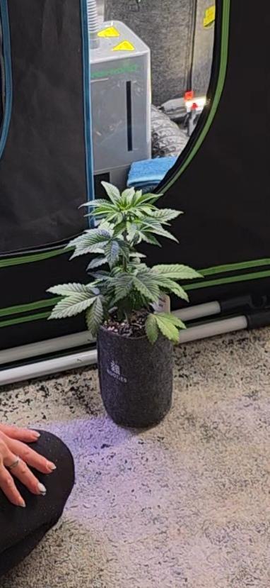 Permanent Marker - Traphouse Genetics. Week 5