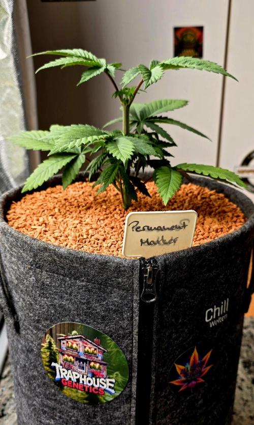 Permanent Marker - Traphouse Genetics. Week 5