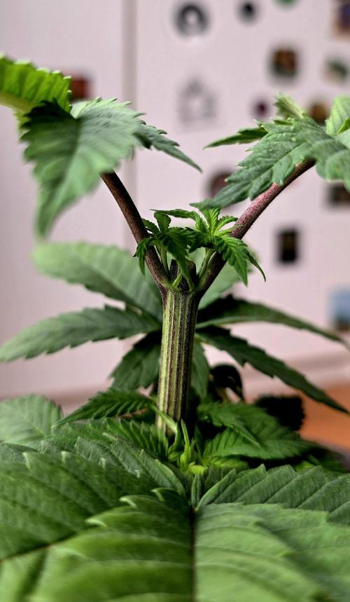 Permanent Marker - Traphouse Genetics. Week 5