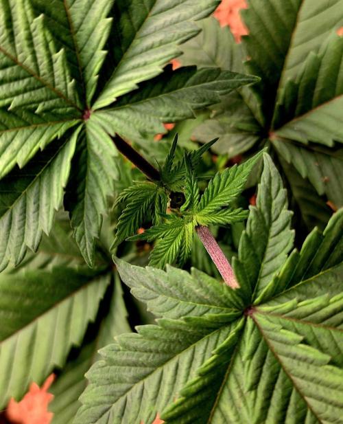 Permanent Marker - Traphouse Genetics. Week 5