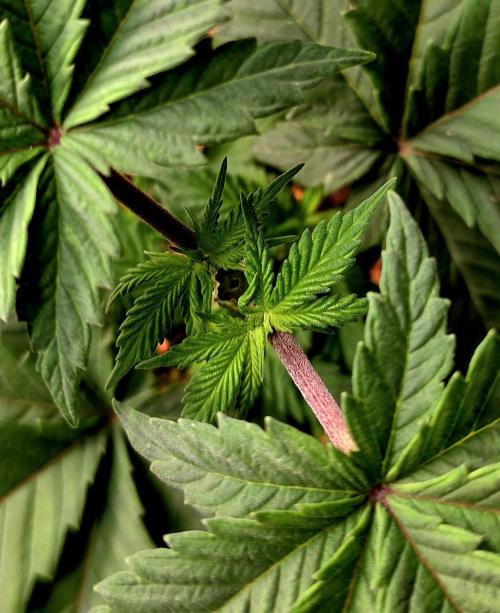 Permanent Marker - Traphouse Genetics. Week 5