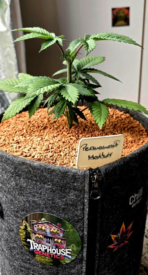 Permanent Marker - Traphouse Genetics. Week 5