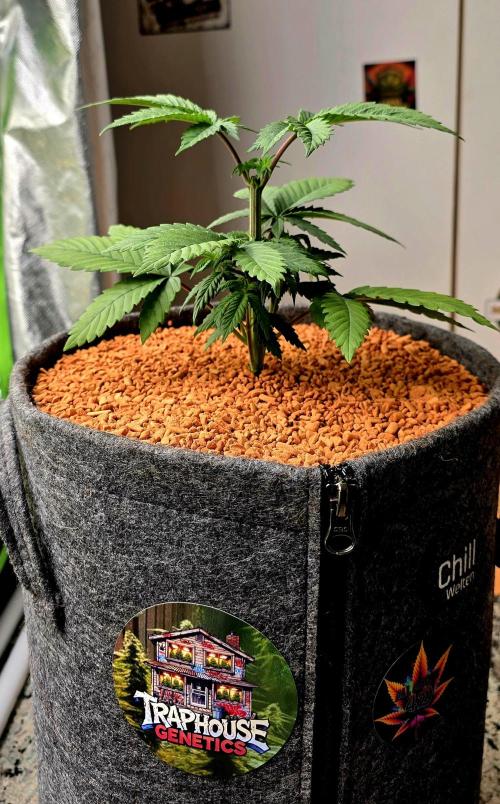 Permanent Marker - Traphouse Genetics. Week 5