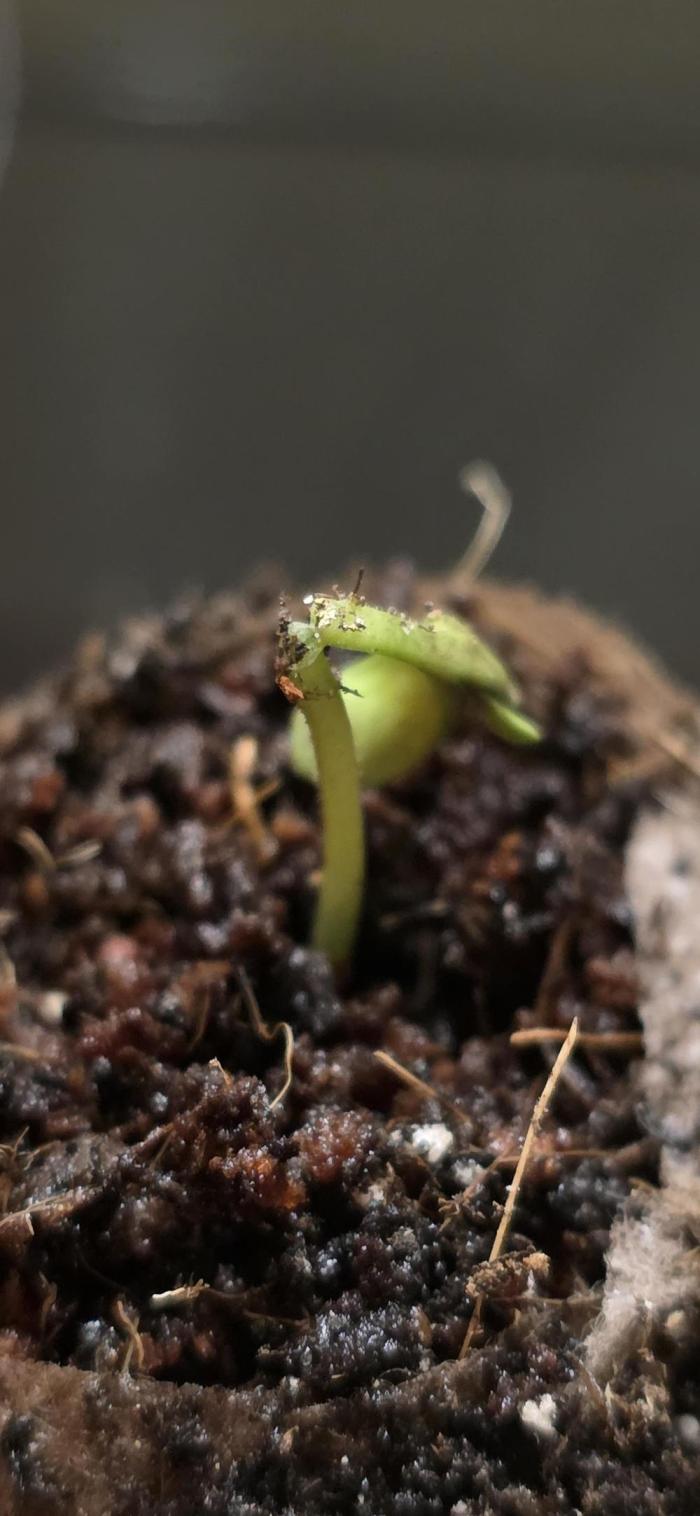 RS11 - Traphouse Genetics. Week 1