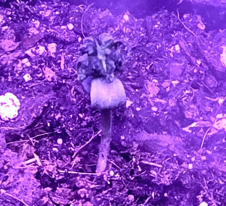 RS11 - Traphouse Genetics. Week 2