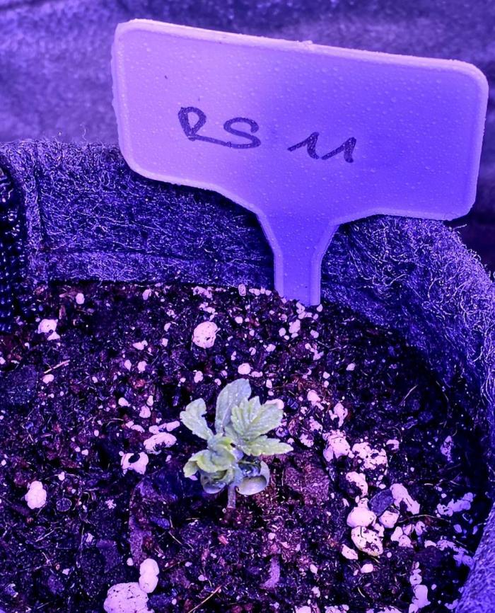 RS11 - Traphouse Genetics. Week 3