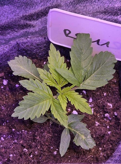 RS11 - Traphouse Genetics. Week 4