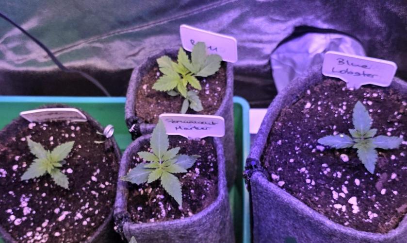 RS11 - Traphouse Genetics. Week 4