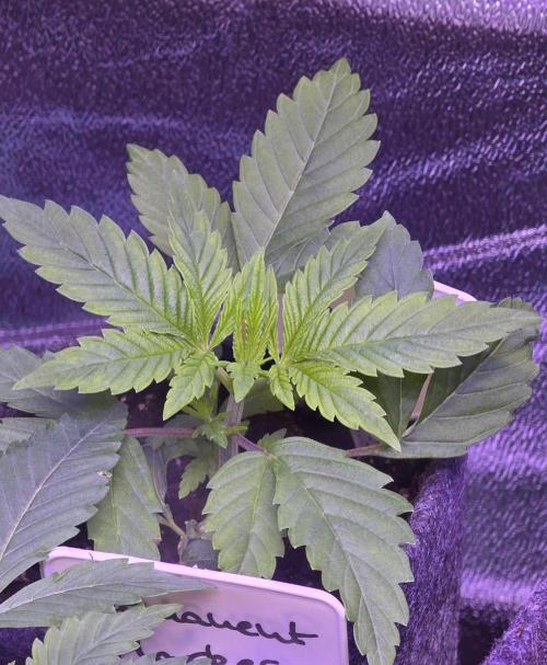 RS11 - Traphouse Genetics. Week 4