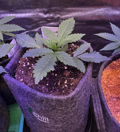 LOBSTER. Week 3
