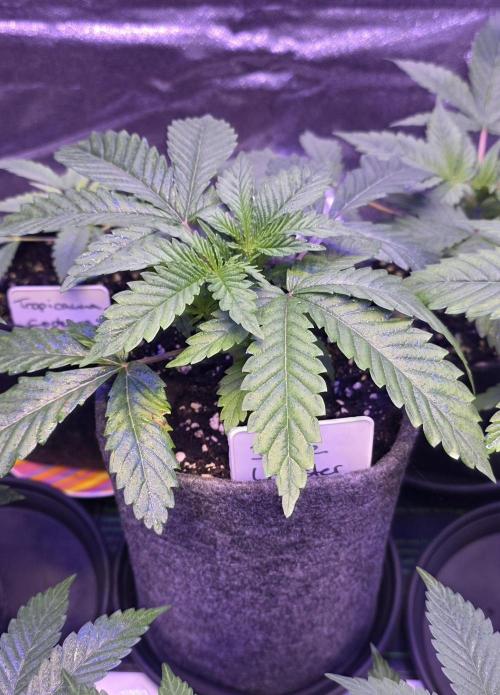 Blueberry Banana x Blue Lobster. Week 3
