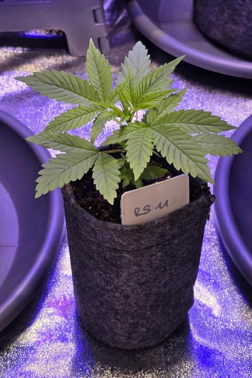 RS11 - Traphouse Genetics. Week 5