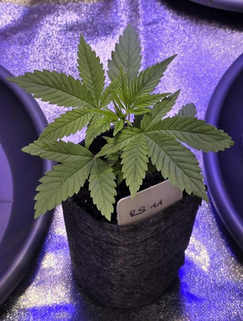 RS11 - Traphouse Genetics. Week 5
