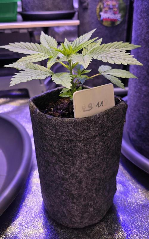 RS11 - Traphouse Genetics. Week 5
