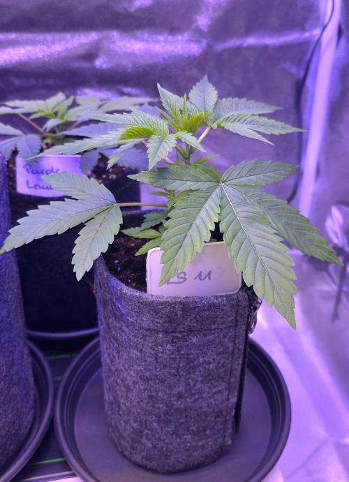 RS11 - Traphouse Genetics. Week 5