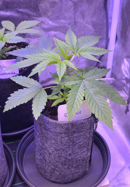 RS11 - Traphouse Genetics. Week 5