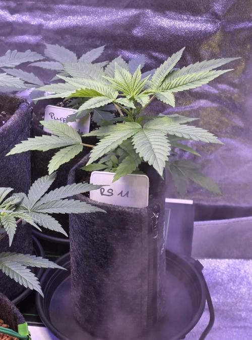 RS11 - Traphouse Genetics. Week 5