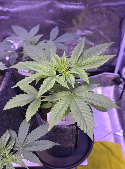RS11 - Traphouse Genetics. Week 5
