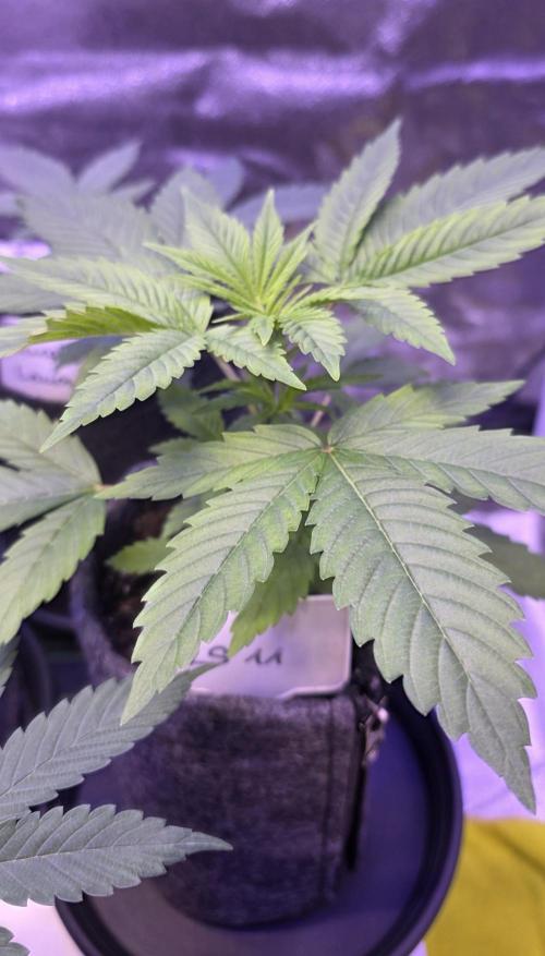 RS11 - Traphouse Genetics. Week 5