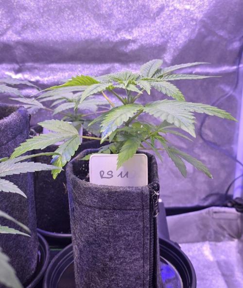 RS11 - Traphouse Genetics. Week 5