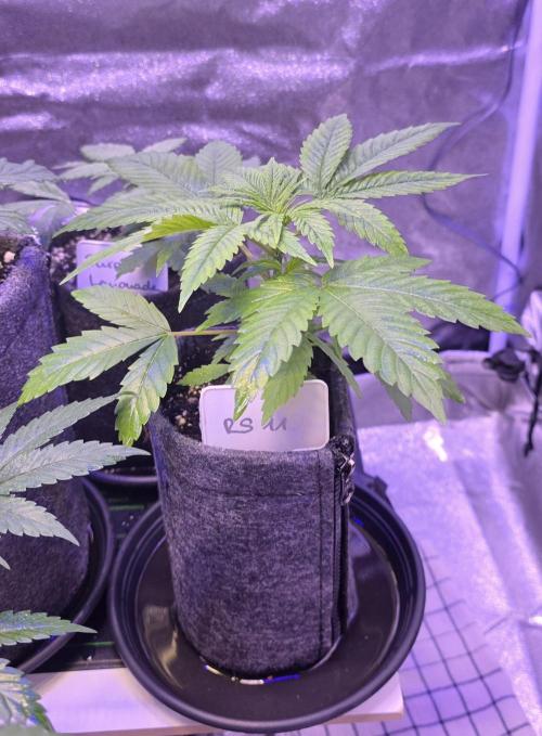 RS11 - Traphouse Genetics. Week 5