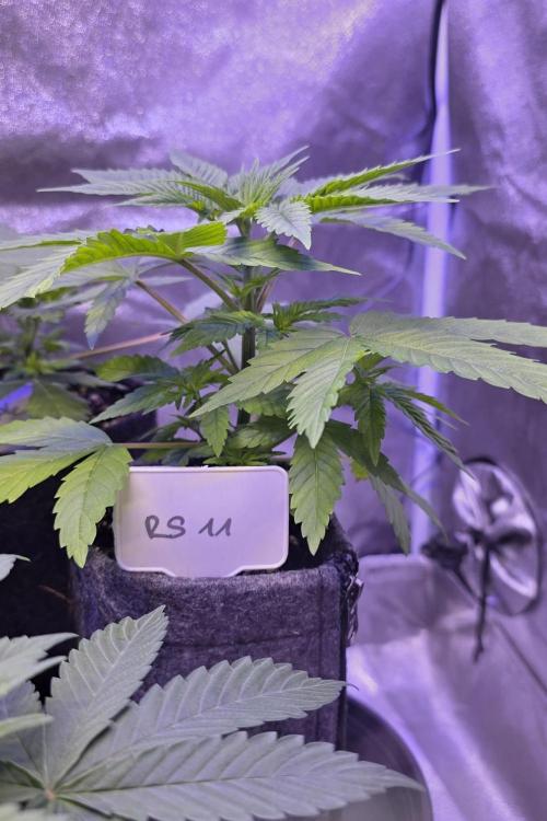 RS11 - Traphouse Genetics. Week 5
