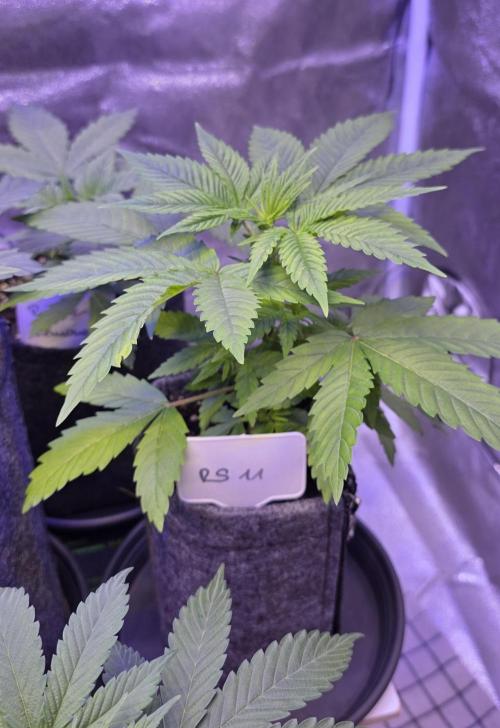 RS11 - Traphouse Genetics. Week 5