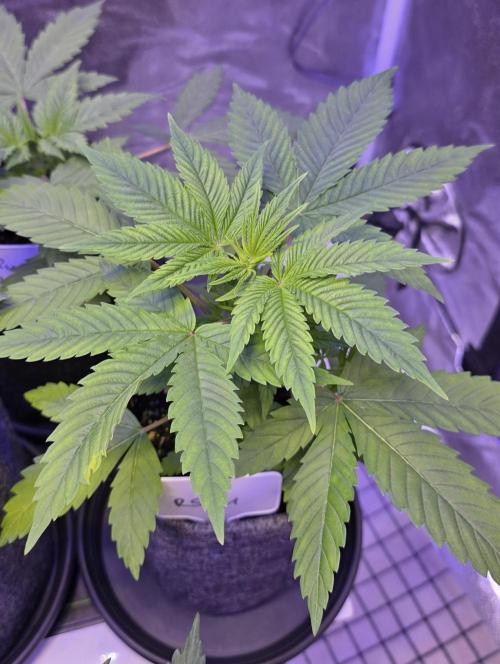 RS11 - Traphouse Genetics. Week 5