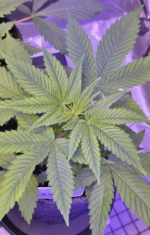 RS11 - Traphouse Genetics. Week 5