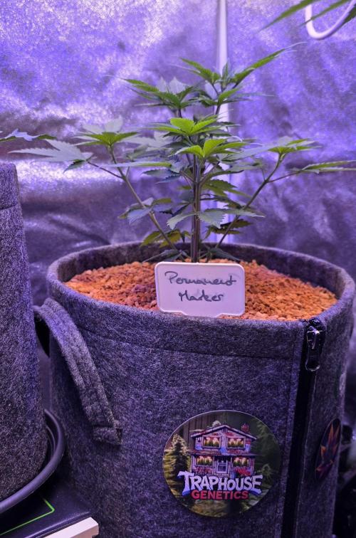 Permanent Marker - Traphouse Genetics. Week 6