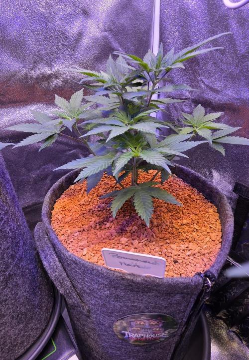 Permanent Marker - Traphouse Genetics. Week 6
