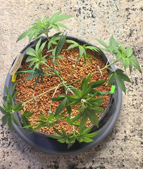 Permanent Marker - Traphouse Genetics. Week 6