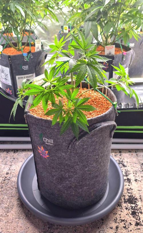 Permanent Marker - Traphouse Genetics. Week 6