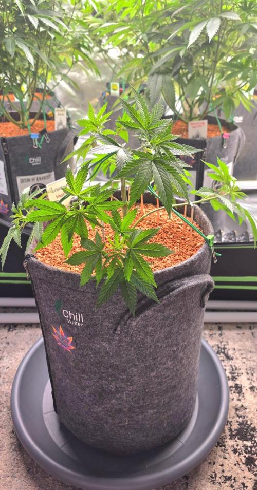 Permanent Marker - Traphouse Genetics. Week 6