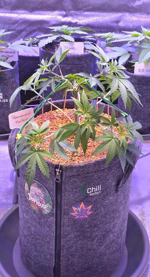 Permanent Marker - Traphouse Genetics. Week 6