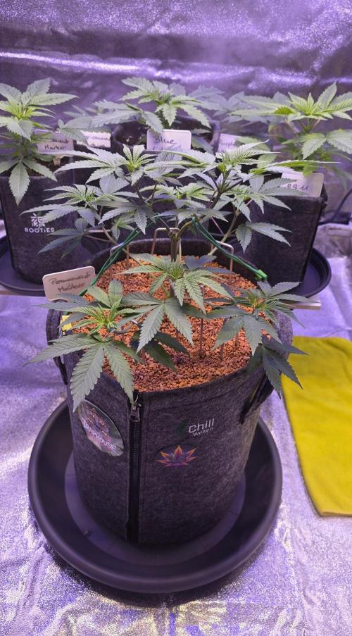 Permanent Marker - Traphouse Genetics. Week 6