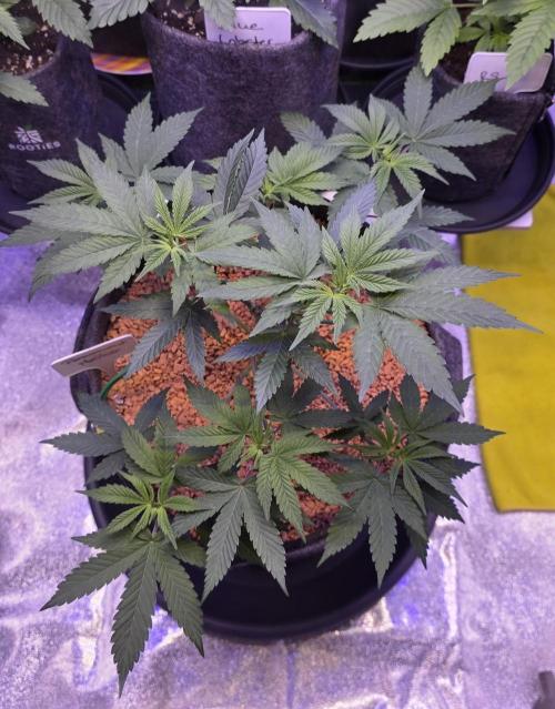 Permanent Marker - Traphouse Genetics. Week 6