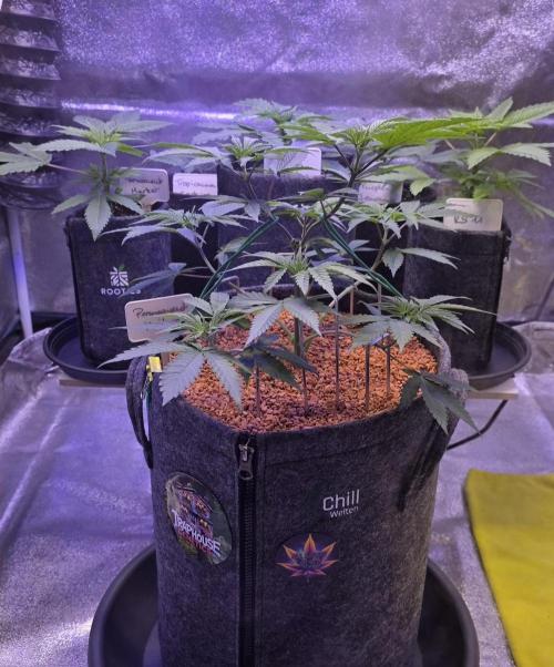 Permanent Marker - Traphouse Genetics. Week 6