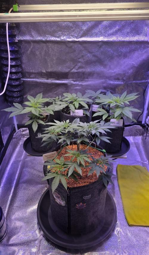 Permanent Marker - Traphouse Genetics. Week 6