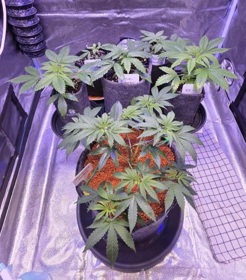 Permanent Marker - Traphouse Genetics. Week 6