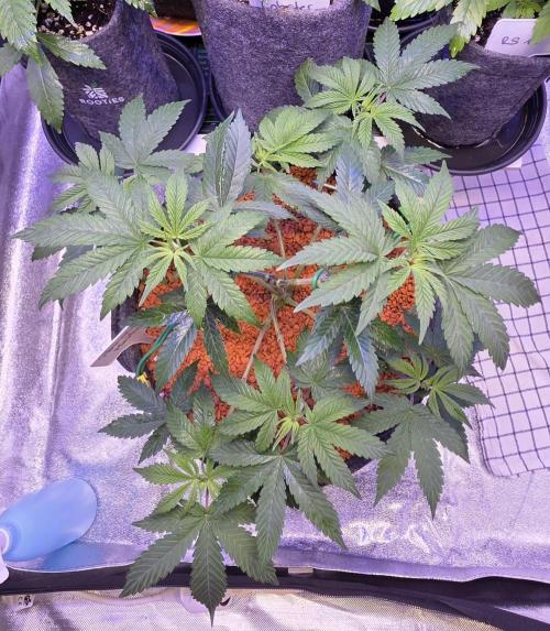 Permanent Marker - Traphouse Genetics. Week 6