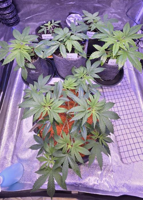 Permanent Marker - Traphouse Genetics. Week 6
