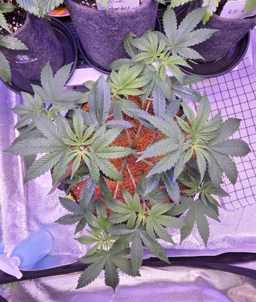 Permanent Marker - Traphouse Genetics. Week 6