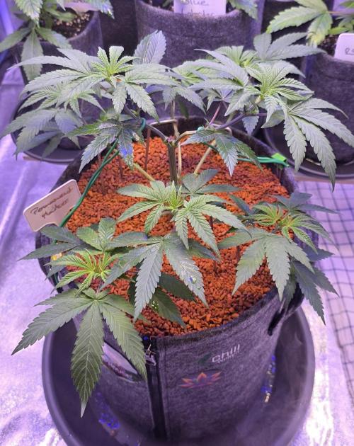Permanent Marker - Traphouse Genetics. Week 6